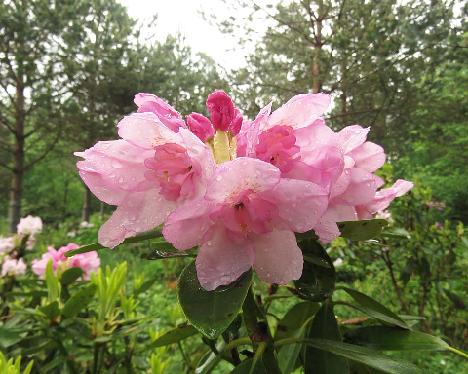 IMG_8418_Kyllikki_1024px Rhododendron 'Kyllikki', a named cultivar from Kristian Theqvist - June 8, 2019