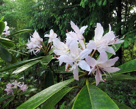 IMG_8433_Pekka_x_fortunei_PekkFort-02_1024px PekkFort-02, Rhododendron 'Pekka' x fortunei , a hybrid from Kristian Theqvist - June 8, 2019