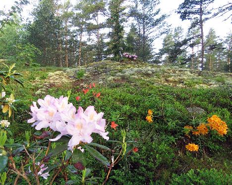 IMG_8448_Lavendelmilch_1024px Rhododendron 'Lavendelmilch' - June 9, 2019