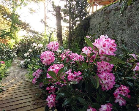 IMG_8453_Hachmann's_Charmant_1024px Rhododendron 'Hachmann's Charmant' - June 9, 2019