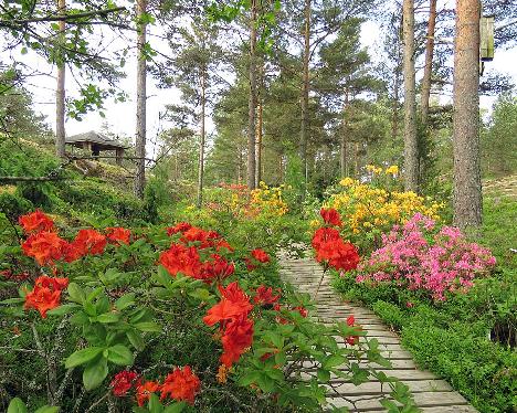 IMG_8469_Royal_Command_1024px Rhododendron 'Royal Command' - June 13, 2019