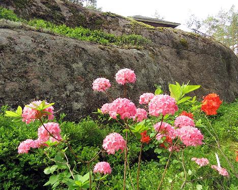 IMG_8493_Homebush_1024px Rhododendron 'Homebush' - June 13, 2019