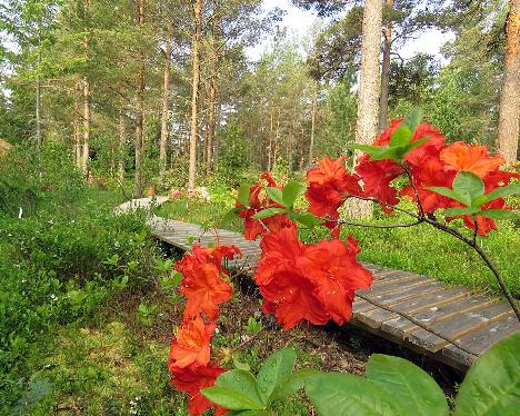 IMG_8495_Feuerwerk_1024px Rhododendron 'Feuerwerk' - June 13, 2019