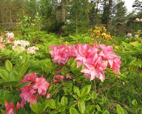 IMG_8499_Aida_1024px Rhododendron 'Aida' - June 13, 2019