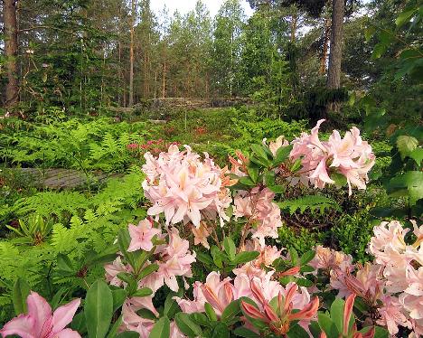 IMG_8501_Soir_de_Paris_1024px Rhododendron 'Soir de Paris' - June 13, 2019