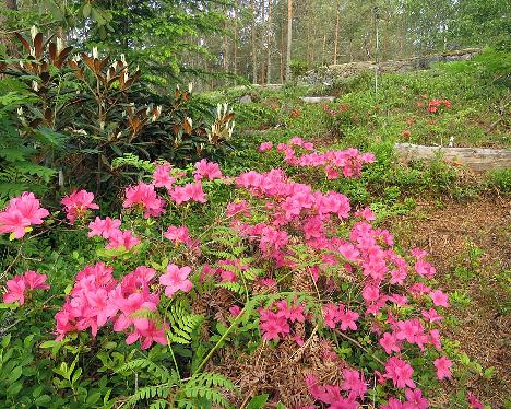 IMG_8503_Rosalind_1024px Rhododendron 'Rosalind' - June 13, 2019