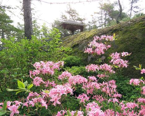 IMG_8506_prinophyllum_1024px Rhododendron prinophyllum - June 13, 2019