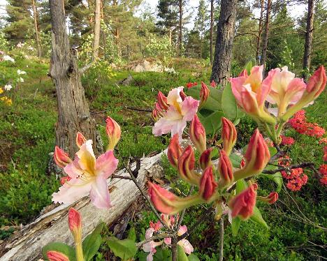 IMG_8542_Pasacina_1024px Rhododendron 'Pasacina' - June 13, 2019