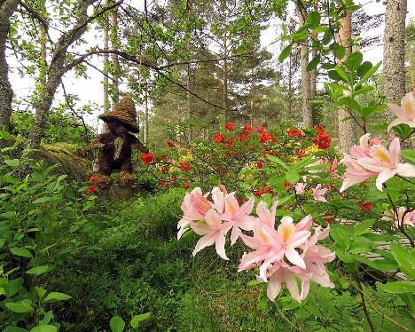 IMG_8546_Irene_Koster_1024px Rhododendron 'Irene Koster' - June 13, 2019
