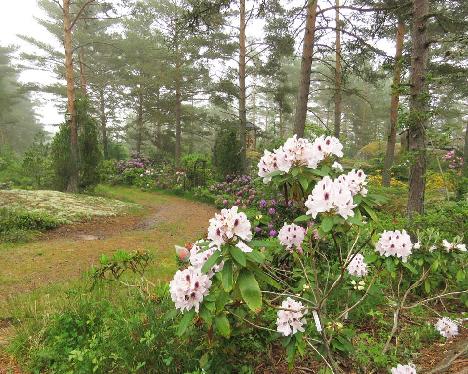 IMG_8571_Calsap_1024px Rhododendron 'Calsap' - June 14, 2019