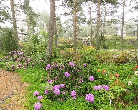 IMG_8572_Purpureum_Grandiflorum_1024px Rhododendron 'Purpureum Grandiflorum' - June 14, 2019