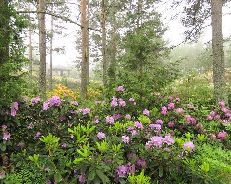 IMG_8573_Catawbiense_Grandiflorum_1024px Rhododendron 'Catawbiense Grandiflorum' - June 14, 2019