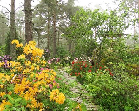 IMG_8575_Golden_Lights_1024px Rhododendron 'Golden Lights' - June 14, 2019