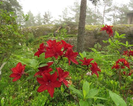 IMG_8588_Nabucco_1024px Rhododendron 'Nabucco' - June 14, 2019