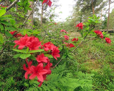 IMG_8647_Karminduft_1024px Rhododendron 'Karminduft' - June 17, 2019