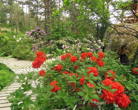 IMG_8648_Royal_Command_1024px Rhododendron 'Royal Command' - June 17, 2019