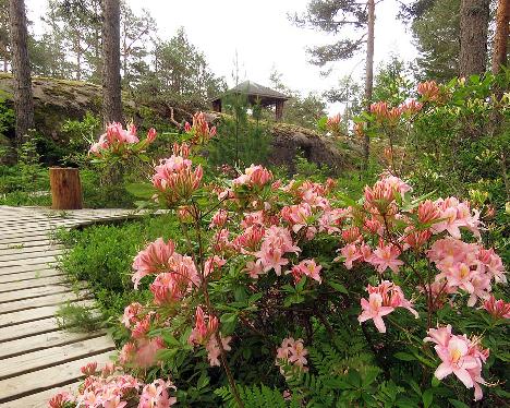 IMG_8651_Juniduft_1024px Rhododendron 'Juniduft' - June 17, 2019