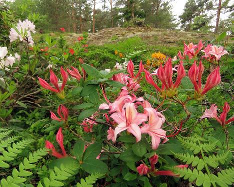 IMG_8657_Framingham_1024px Rhododendron 'Framingham' - June 17, 2019
