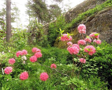 IMG_8659_Homebush_1024px Rhododendron 'Homebush' - June 17, 2019