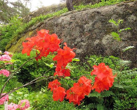 IMG_8661_Feuerwerk_1024px Rhododendron 'Feuerwerk' - June 17, 2019