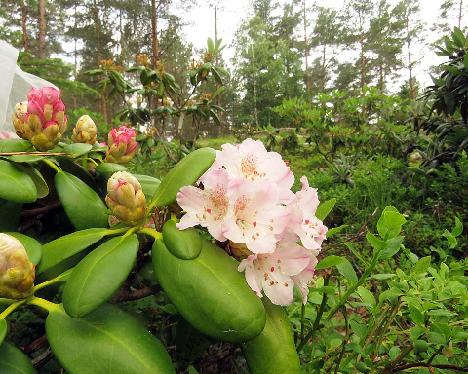 IMG_8668_brachycarpum_var_roseum_1024px Rhododendron brachycarpum var. roseum - June 17, 2019