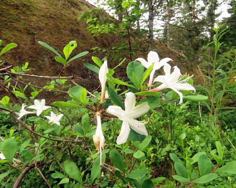 IMG_8670_atlanticum_1024px Rhododendron atlanticum - June 17, 2019