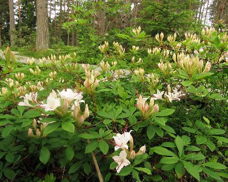 IMG_8676_arborescens_1024px Rhododendron arborescens - June 17, 2019