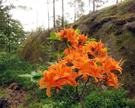 IMG_8678_calendulaceum_1024px Rhododendron calendulaceum - June 17, 2019