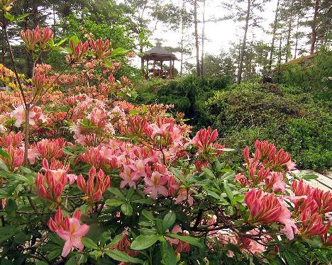 IMG_8680_Juniduft_1024px Rhododendron 'Juniduft' - June 17, 2019