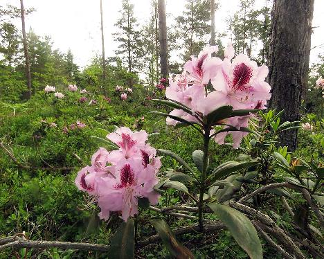 IMG_8684_Alexis_1024px Rhododendron 'Alexis' - June 17, 2019