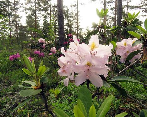IMG_8686_Genoveva_1024px Rhododendron 'Genoveva' - June 17, 2019