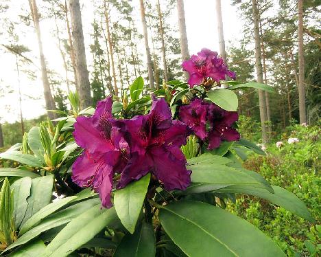 IMG_8690_Dramatic_Dark_1024px Rhododendron 'Dramatic Dark' - June 17, 2019