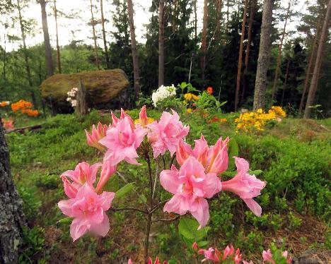 IMG_8692_Ruususen_Uni_1024px Rhododendron 'Ruususen Uni' - June 17, 2019