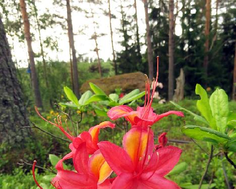 IMG_8697_Adalmina_1024px Rhododendron 'Adalmina' - June 17, 2019