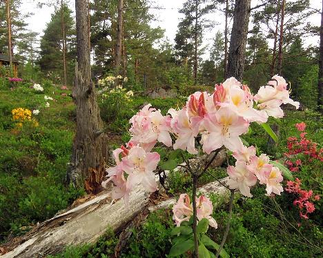 IMG_8705_Pasacina_1024px Rhododendron 'Pasacina' - June 17, 2019