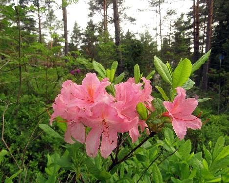 IMG_8709_Mazais_Jefins_1024px Rhododendron 'Mazais Jefins' - June 17, 2019