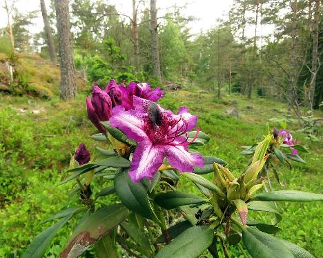 IMG_8711_Gunter_Dinger_1024px Rhododendron 'Gunter Dinger' - June 17, 2019