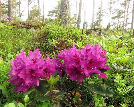 IMG_8714_Emils_1024px Rhododendron 'Emils' - June 17, 2019