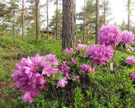 IMG_8716_Lee's_Dark_Purple_1024px Rhododendron 'Lee's Dark Purple' - June 17, 2019