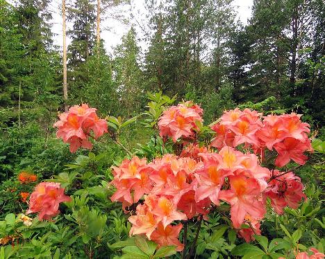 IMG_8724_azalea_cross_TCxxx_1024px Unidentified azalea hybrid from Kristian Theqvist - June 17, 2019