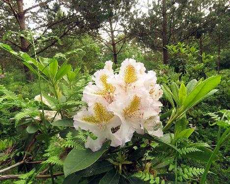 IMG_8725_Matterhorn_1024px Rhododendron 'Matterhorn' - June 17, 2019