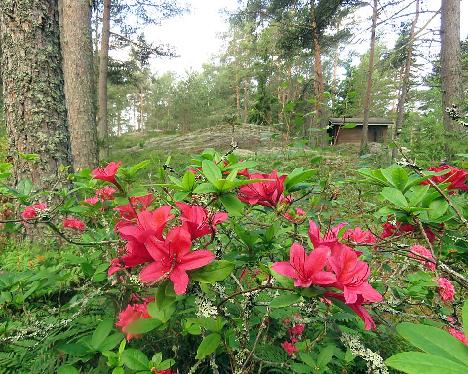 IMG_8743_Karminduft_1024px Rhododendron 'Karminduft' - June 21, 2019