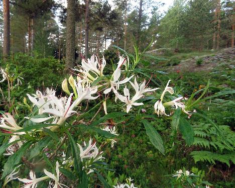 IMG_8748_Weston's_Innocence_mutation_1024px Rhododendron 'Weston's Innocence' mutation - June 21, 2019