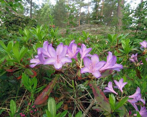 IMG_8751_Azaleodendron_Govenianum_1024px Rhododendron 'Govenianum' - June 21, 2019