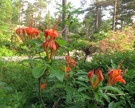 IMG_8762_cumberlandense_1024px Rhododendron cumberlandense - June 21, 2019