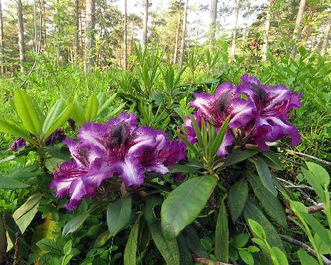 IMG_8773_Gunter_Dinger_1024px Rhododendron 'Gunter Dinger' - June 21, 2019