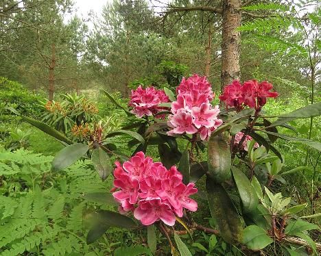 IMG_8936_maximum_red_form_2003-0263_1024px Rhododendron maximum red form - June 29, 2019