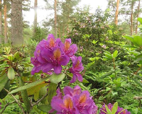 IMG_8939_Marcel_Menard_1024px Rhododendron 'Marcel Menard' - June 29, 2019