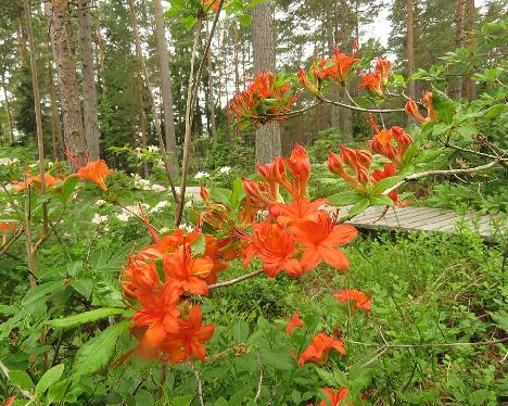 IMG_8944_cumberlandense_RHS_99002_1024px Rhododendron cumberlandense - June 29, 2019