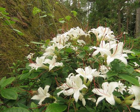 IMG_8945_arborescens_RHS_990270-03_1024px Rhododendron arborescens - June 29, 2019